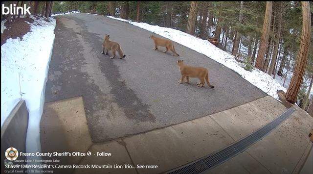 A trio of mountain lions explore Shaver Lake property in this screenshot from a home surveillance camera.